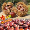 2015 Chinese fresh dried raw chestnut for sale